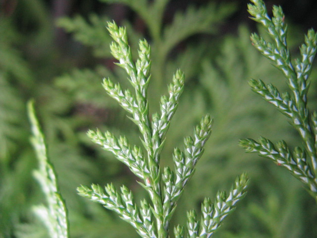 サワラ 植物 の画像 原寸画像検索