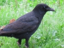動物編のカラス科のハシボソガラス(ハシボソガラス)