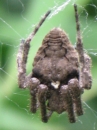 動物編のコガネグモ科のヤマオニグモ(ヤマオニグモ)