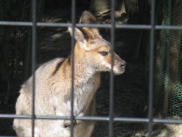 動物編のカンガルー科のアカクビワラビー（アカクビワラビー）