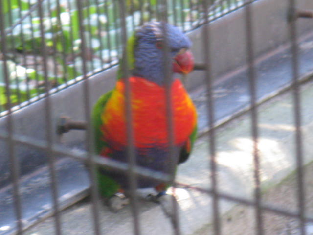 動物編のヒインコ科のゴシキセイガイインコ（ゴシキセイガイインコ）