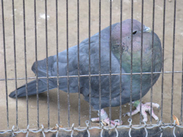 動物編のハト科のアカガシラカラスバト（赤頭烏鳩）