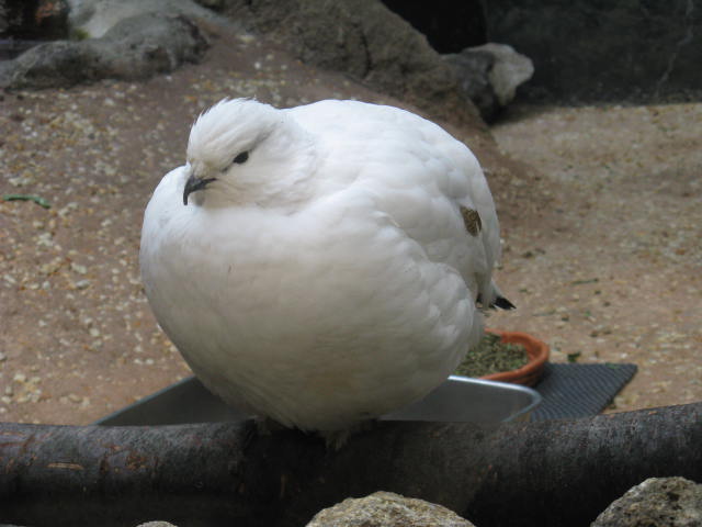 ưʪԤΥ饤祦ʤΥСХ饤祦ʥСХ饤祦