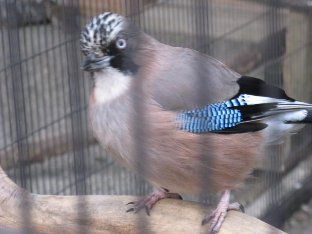 動物編のカラス科のカケス（橿鳥、懸巣）