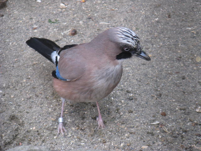 ưʪԤΥ饹ʤΥʳĻ