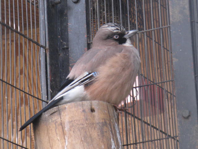 動物編のカラス科のカケス（橿鳥、懸巣）