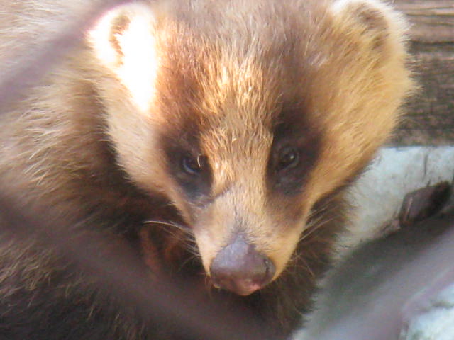 動物編のイタチ科のニホンアナグマ