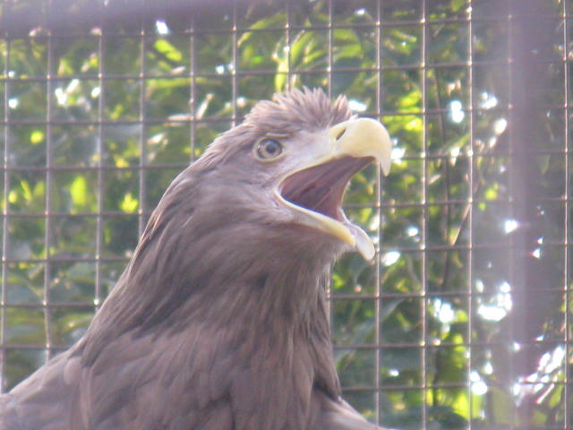動物編のタカ科のオジロワシ（尾白鷲）
