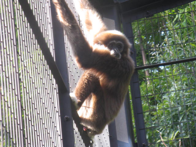 動物編のテナガザル科のシロテテナガザル