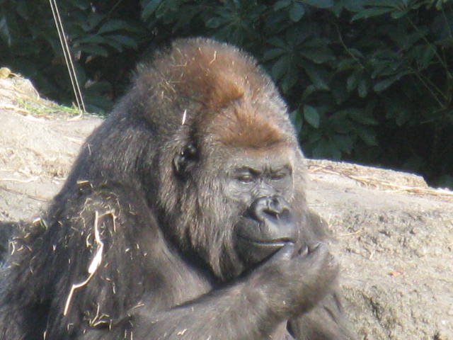 動物編のヒト科のゴリラ（ゴリラ）