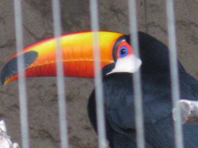 動物編のオオハシ科のオニオオハシ（オニオオハシ）