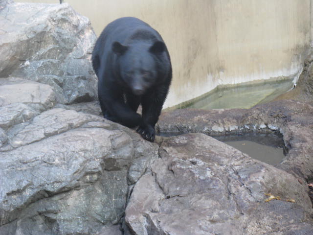 動物編のクマ科のニホンツキノワグマ（日本月輪熊）