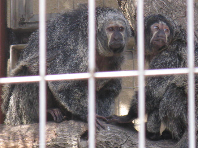 動物編のサキ科のシロガオサキ