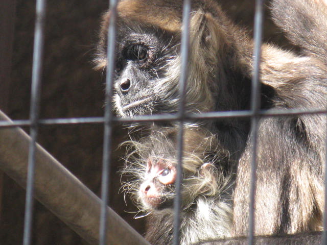 動物編のクモザル科のジェフロイクモザル（ジェフロイクモザル）