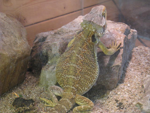 動物編のアガマ科のフトアゴヒゲトカゲ（フトアゴヒゲトカゲ）