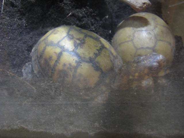 動物編のヌマガメ科のカロリナハコガメ（カロリナハコガメ）