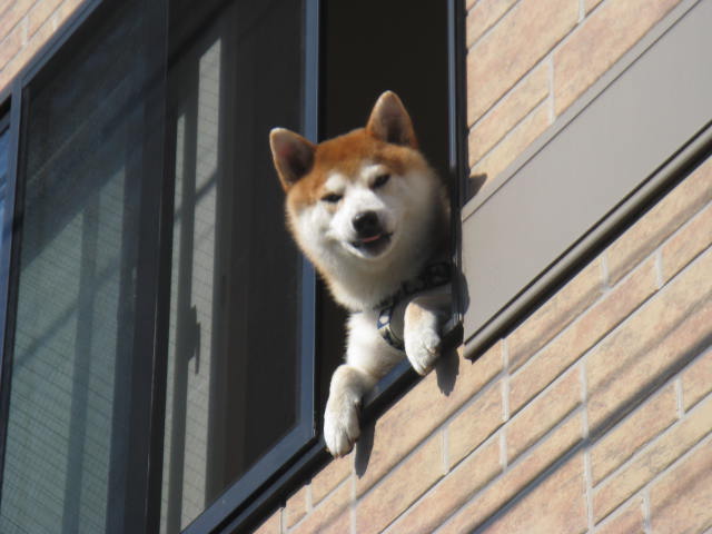 ưʪԤΥ̲ʤΥ̡ʸ