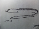 動物編のアナゴ科のアナゴ(穴子、海鰻)
