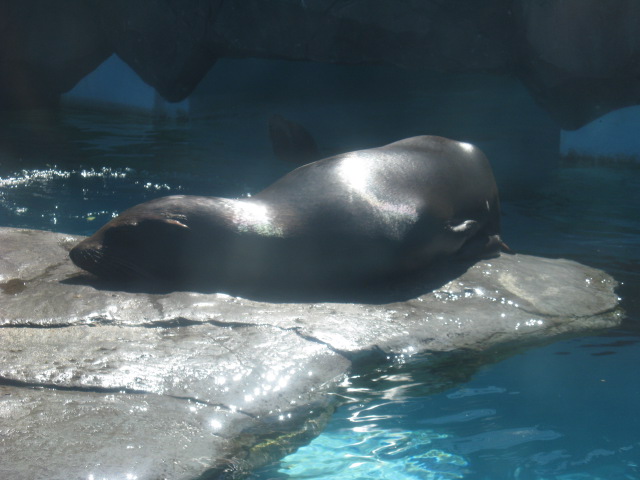 動物編のアシカ科のカリフォルニアアシカ（カリフォルニアアシカ）