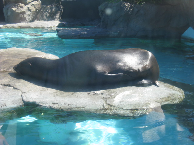 動物編のアシカ科のカリフォルニアアシカ（カリフォルニアアシカ）