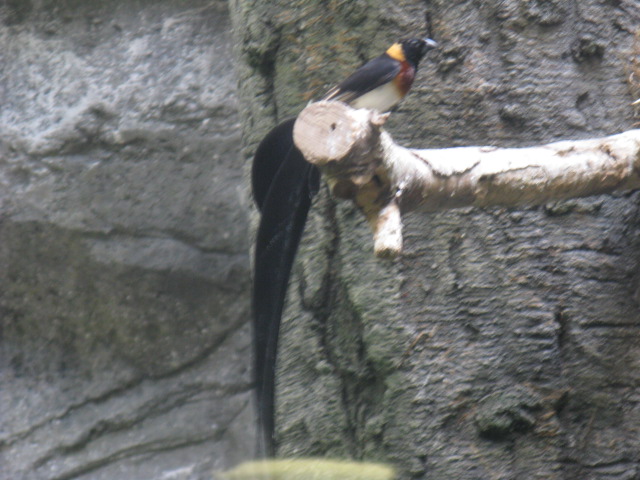 動物編のハタオリドリ科のホウオウジャク（鳳凰雀）