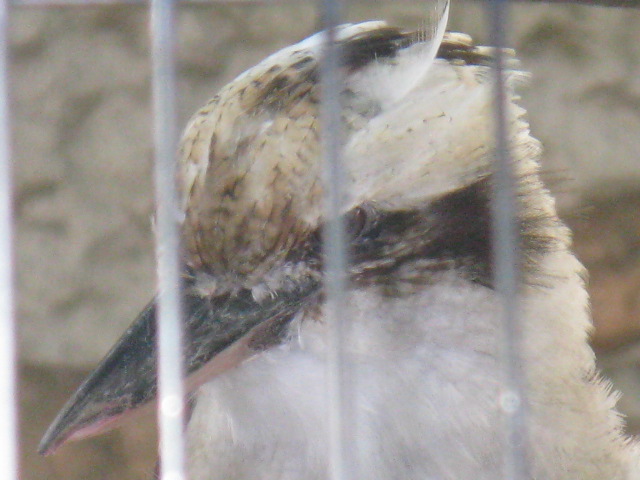 動物編のカワセミ科のワライカワセミ（笑い翡翠）