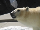 動物編の科のホッキョクグマ（北極熊）