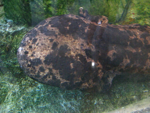 動物編のオオサンショウウオ科のオオサンショウウオ（大山椒魚）