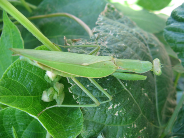 動物編のカマキリ科のハラビロカマキリ（腹広螳螂）