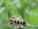 動物編の科のキンケハラナガツチバチ（金毛腹長土蜂）