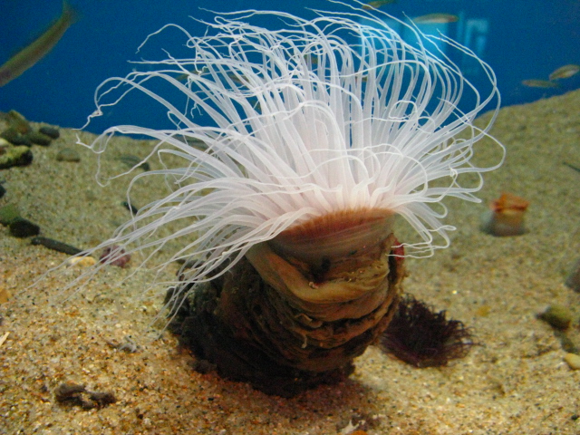 動物編のハナギンチャク科のムラサキハナギンチャク（紫花巾着 ）