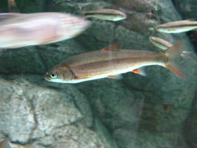 動物編のコイ科のアブラハヤ（油鮠）