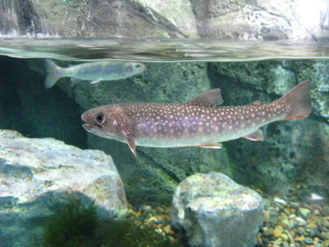 動物編のサケ科のイワナ（岩魚）