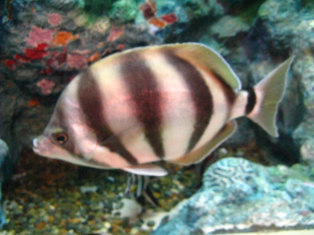 動物編のカゴカキダイ科のムーンライター（ムーンライター）