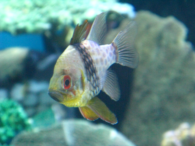 動物編のテンジクダイ科のマンジュウイシモチ