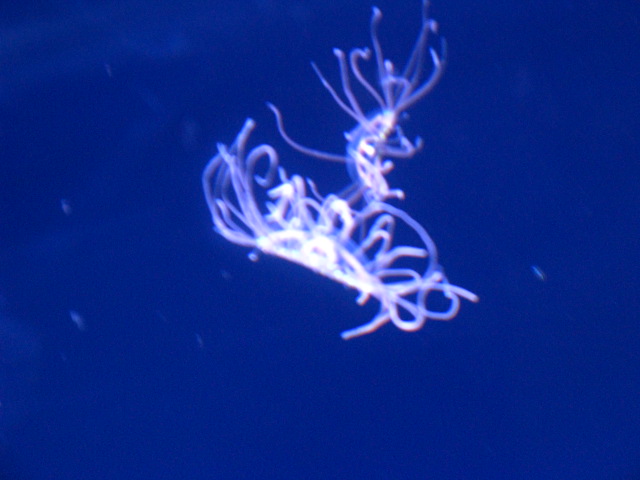 動物編のハナガサクラゲ科のカギノテクラゲ（鉤手海月）