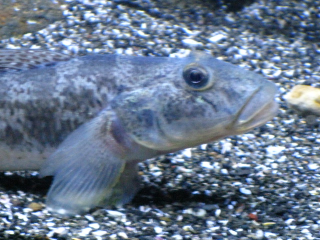 動物編のハゼ科のマハゼ（真鯊、真沙魚）