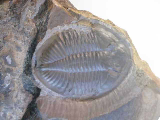 動物編の化石科のサンヨウチュウ（三葉虫）