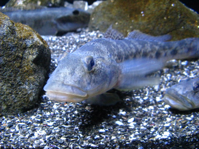 動物編のハゼ科のマハゼ（真鯊、真沙魚）