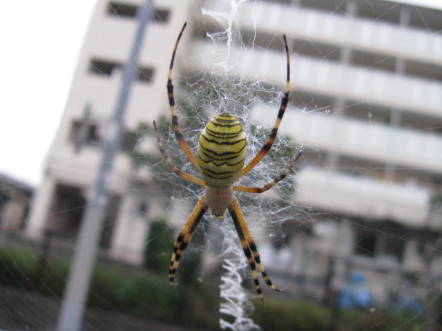 動物編のコガネグモ科のナガコガネグモ（長黄金蜘蛛）