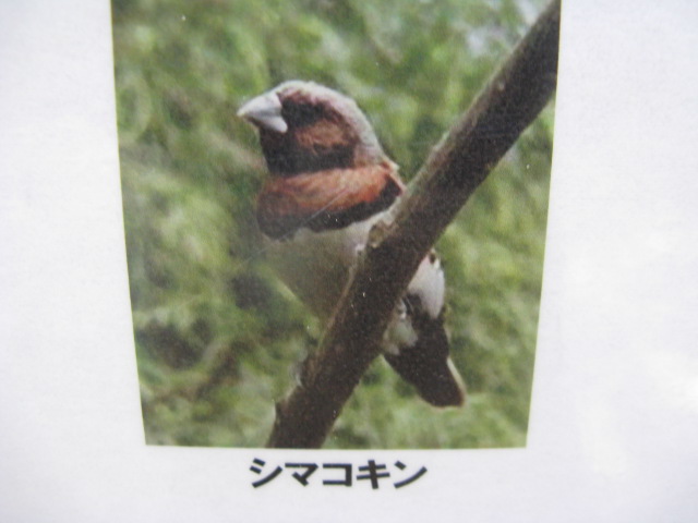 動物編のカエデチョウ科のシマコキン（シマコキン）