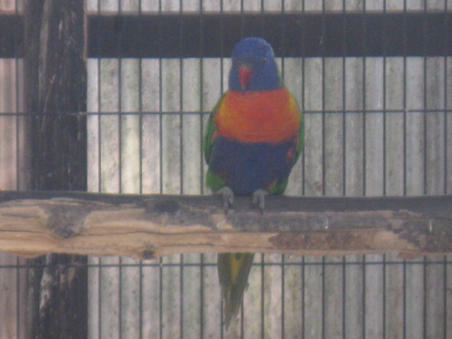 動物編のヒインコ科のゴシキセイガイインコ（ゴシキセイガイインコ）