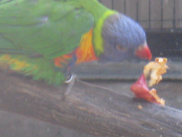動物編のヒインコ科のゴシキセイガイインコ（ゴシキセイガイインコ）