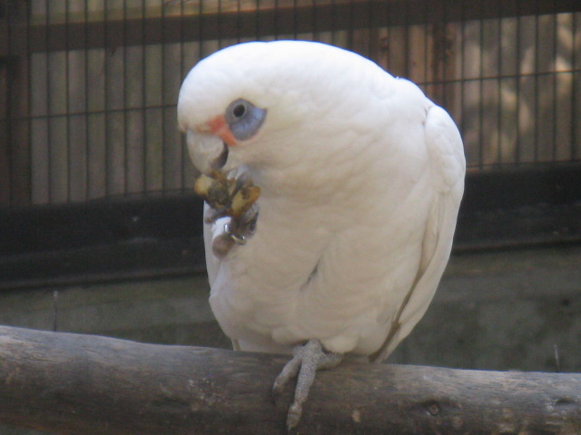 動物編のオウム科のアカビタイムジオウム