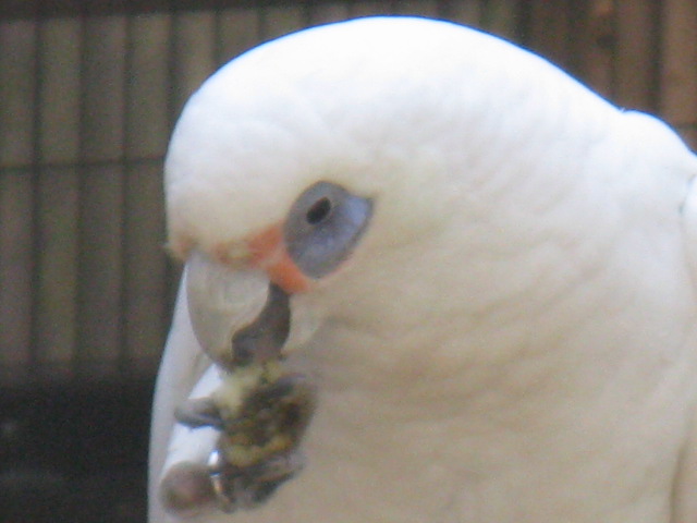 動物編のオウム科のアカビタイムジオウム