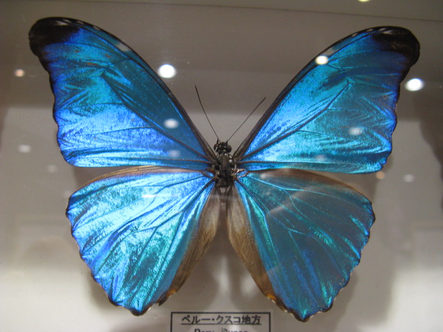 ưʪԤΥƥϥ祦ʤΥ֥եMorpho absoloni