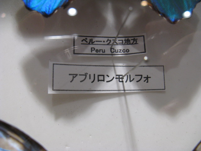 動物編のタテハチョウ科のアブソロンモルフォ（Morpho absoloni）