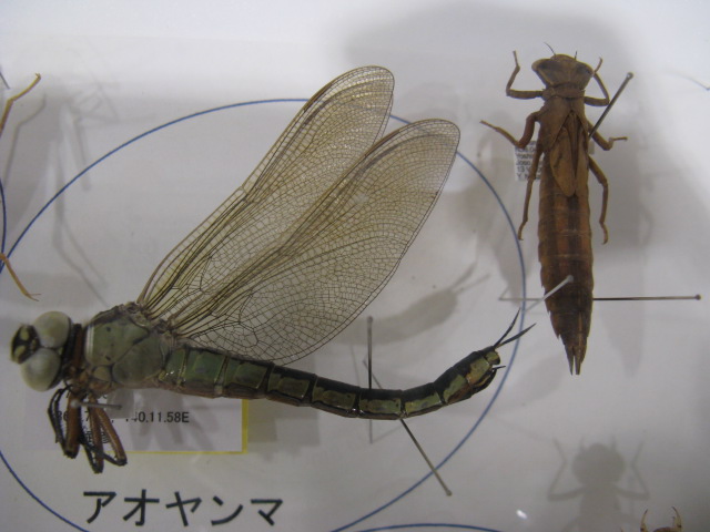 動物編のヤンマ科のアオヤンマ（アオヤンマ）