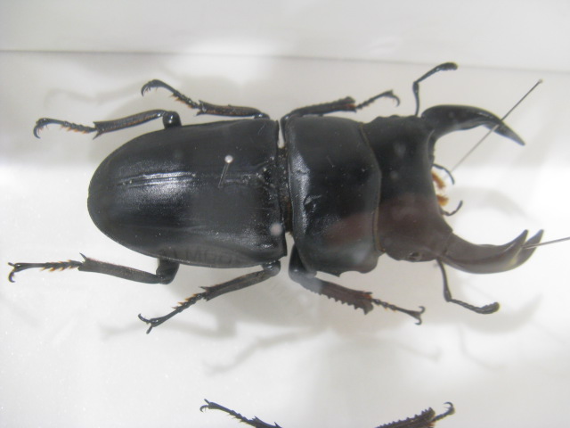 動物編のクワガタムシ科のオオクワガタ（大鍬形）