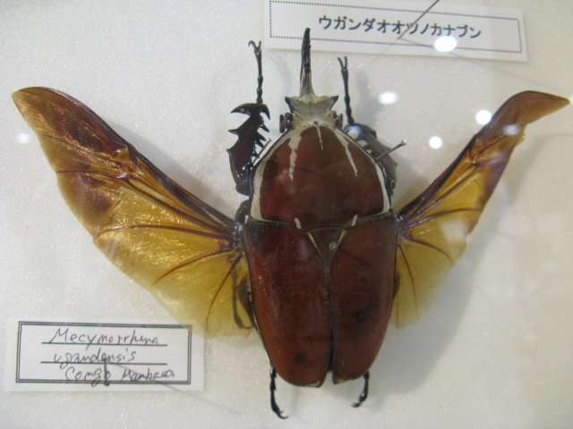 動物編のコガネムシ科のウガンダオオツノカナブン（ウガンダオオツノカナブン）